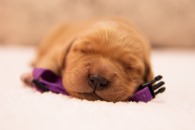 2758ac446194cc46841b4eb23969af7f_195