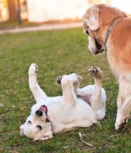 2776e4690d439563d2d85a18c62bf6e3_186x216