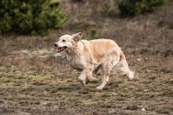 27d0bccb3a9a32b399bb41ada64fd8c4_246