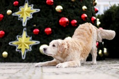 27e552d2d595a870d2dbe929dce8f5be_246