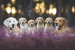 2812fa3fea9382eb7aba756a88726ba9_246