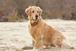 28458593a01562f68855d1c76df1b091_246x164_fill