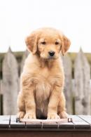 28a6f666172bf2c58519b33e71487b62_130x195_fill