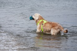 28f651d2c7d6f7ade6872b29de668224_246