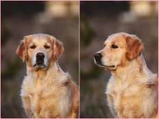 2956a562a78131244c22eb21c681089b_232