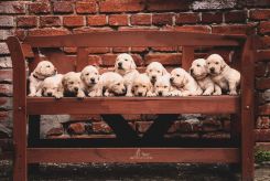 298584cb008c68f01e769bf83eaef70b_245