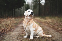 2a1616649ecb4dbc814cd8f574cb3ec1_245