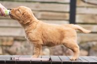 2a7504dbe441c4a0368519bacdebe74c_195x130_fill