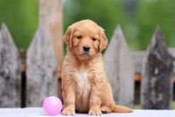 2aaf7369d4660ca9d0d4a71126499f81_246