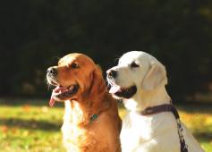 2ac9a740d4d548240d55c501d498e100_237