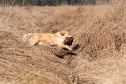 2addd9b288e758b9b83cc088c2a41ca5_246