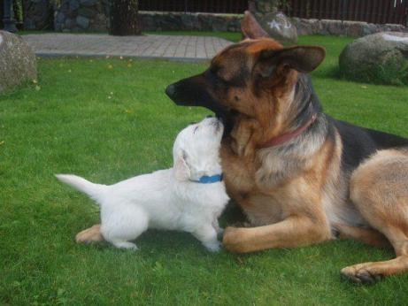 2ae3aac3a735b6cc99273428755db9c7_461