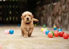 2afd2e26c6d5ec7272d88aa0085aaf97_237