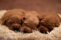 2b04d560b598fe56e73dc6c342b46e4a_195