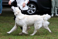 2b0f981d73270a56e7d7c35d8dbdd42c_246