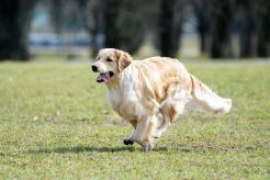 2bfb4c7fef4c5b8fb919d20f7174016d_246