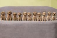 2c47d81feed6b6e22e3e76bd4493f1d2_195x130_fill