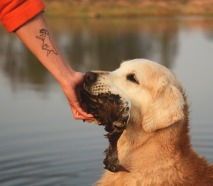 2c84729feea32019a20d58c3354d835a_213