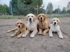 2cbb89b561ff301eec871e32199e1448_232x174_fill