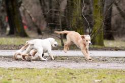 2d1c45decc62e3bd672c385f511d825c_246