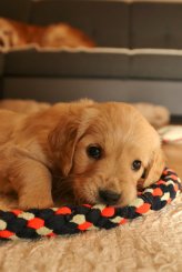 2d2c22d533469077322070e724503325_164x245