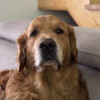 2d3fdd047d5c907a9694fc9f25640bd9_200x200_fill