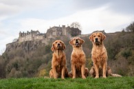 2d411bced655abf116852a52ff46f3cd_195