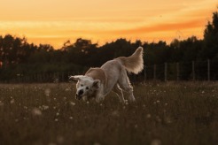 2e0d0d668212e202c85bc48c4387832d_246