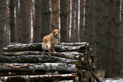 2e6a4c208db2fc0dad9ae21917584376_246x164_fill