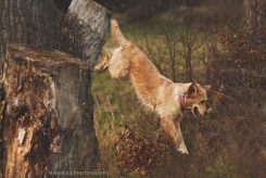 2e78ca277a2f435dce2aa262f2f871f4_245