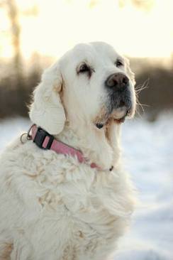 2e8b106cdabb2cf03cb1045dd29908d5_244x366_fill