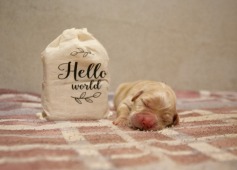 2ee0c6d282a7ef5de152ecdfdbe362c1_237