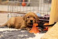 2f12eb63057be341b5afd4f42c97cf5d_195x130_fill