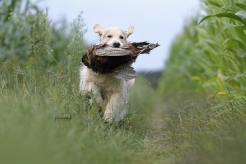 2fe775de2aa4153933f835eb7870bd82_246