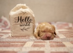 3040a5880ce4fe7f927ccc451c5a97e6_237