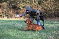 30859fa53f660702876ff6d0f2cac78b_245