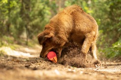 30e72318ef51b1e94bad301272e441b7_246