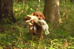 30fc6d491288cc14a85291ee04b7d43b_246