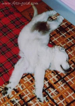 310ebcf42f7939eb9869b7655b14f752_252x358