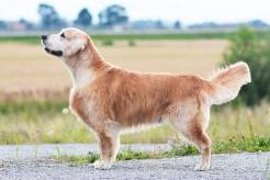 313423ef8ba77421b9276b745e704665_246