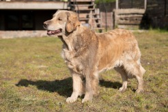 3160596b0d05a8a1be76cc7dd7dfa905_246