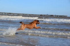 317329f6d87bb4efcd5c897b80c063ef_245