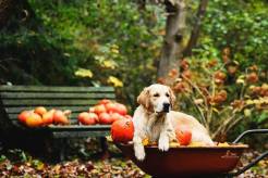 318553172e63c4470861e6ef4aab0f5f_246