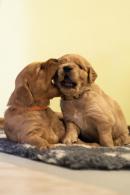 3187dcab1ab83ecd95d4b3129d210676_130x195_fill