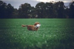 31bd1734571ddd031d8aff217e1540ed_246