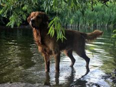 31c9c00240dacf78b26252374620283f_232x174_fill