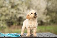 31cf2701064c841fdf681338da623d58_195x130_fill