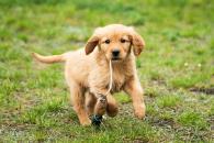 3245b477ead784991a54b26478414a4d_195x130_fill