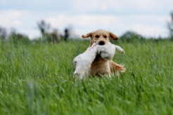 32bfb800150c7037ab8488d9107dcf8f_246