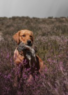 334b47b590b71a7cd726ef75de3de40e_136x190